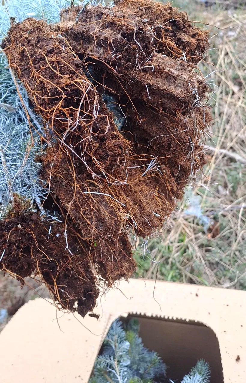 Root plug of a conifer seedling held above a shipping box of seedlings, peat medium bound by fine roots